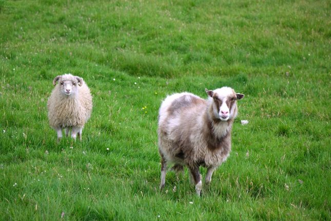 Färöer-Inseln, es gibt mehr Schafe als Menschen